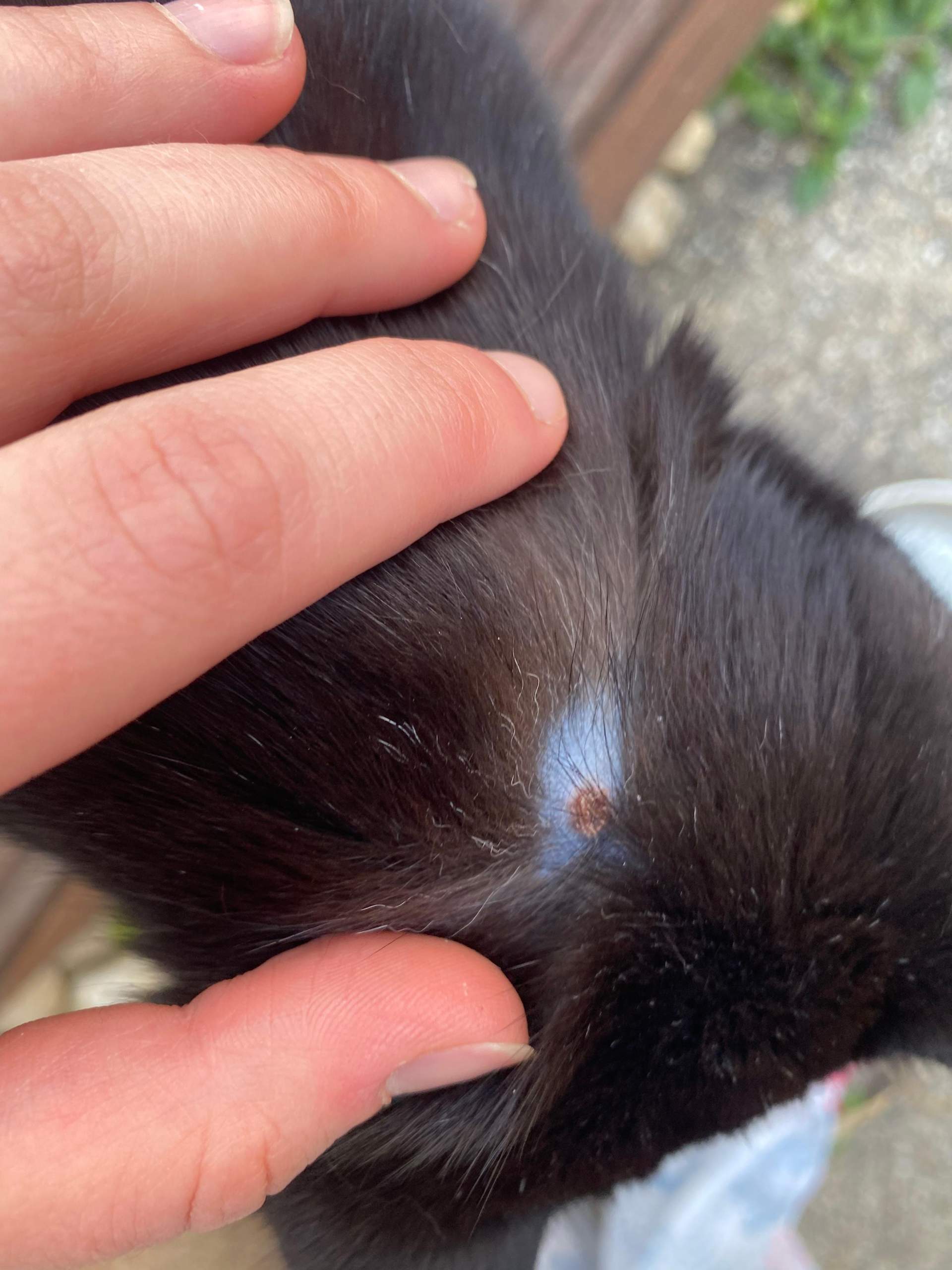 Kopf Von Zecke Stecken Geblieben Katze Zeckenbiss Wunde? (Katze)
