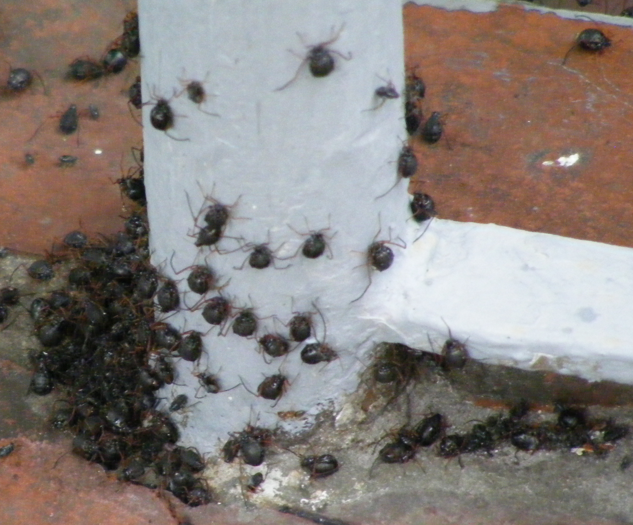 Zeckenkolonie, oder harmlose Käfer? (Zecke)