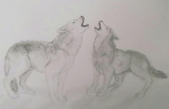 Zeichnen Was Kann Ich Verbessern Wolfe