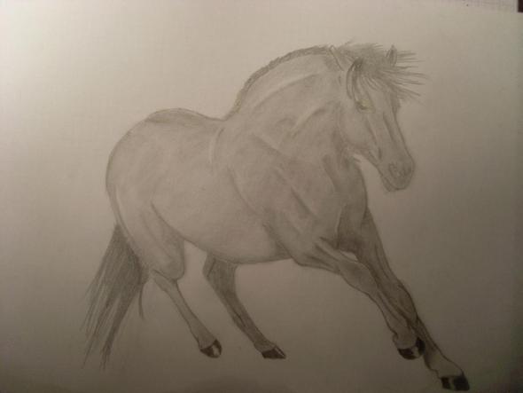 Andalusianstallion - (Pferd, Kunst, zeichnen)