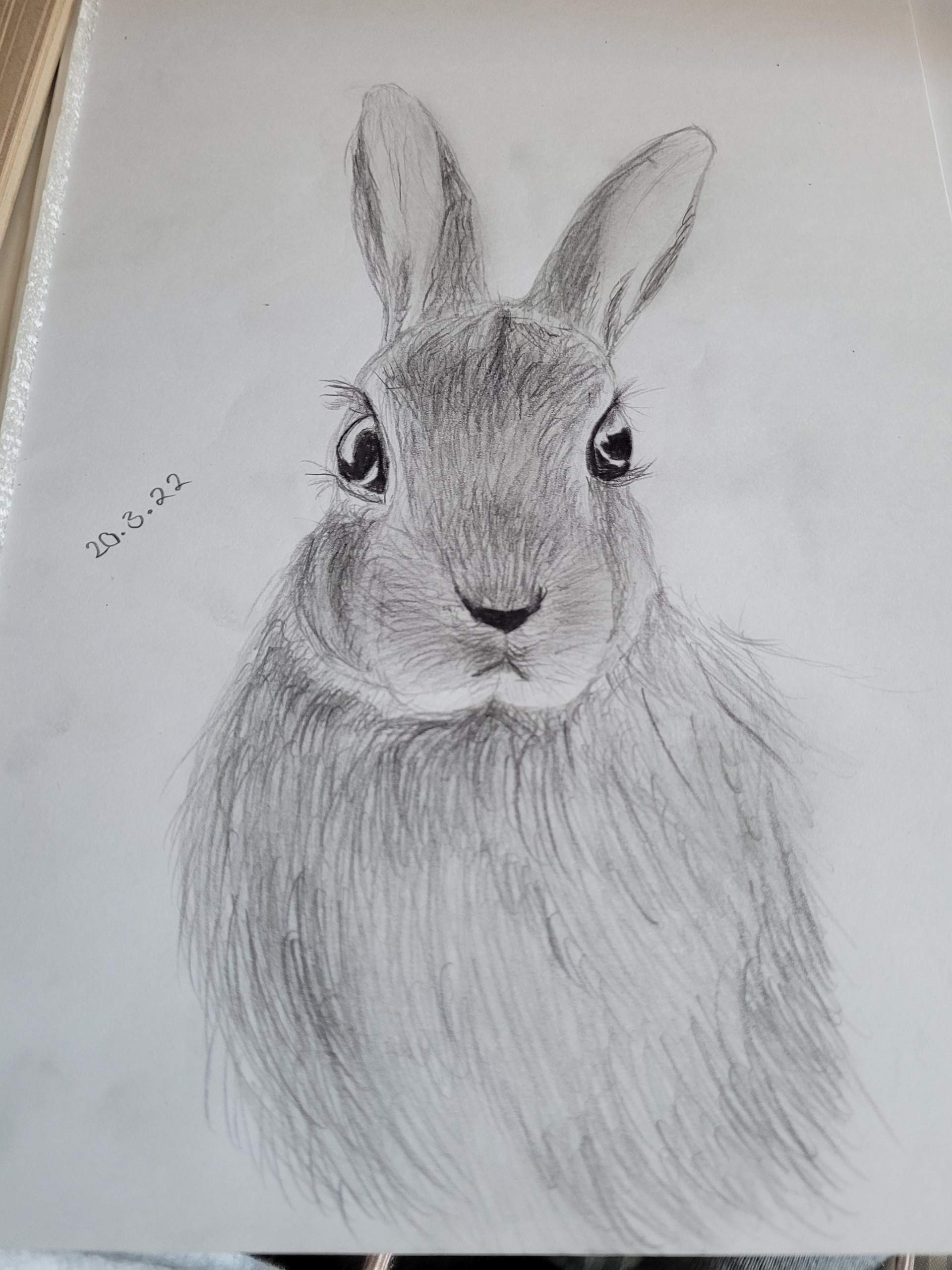 Zeichnung von hasen? (Kunst, Kaninchen, zeichnen)
