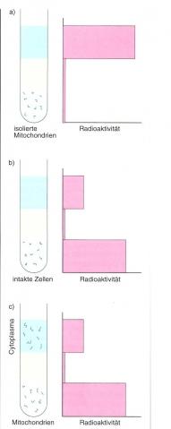 experiment zum ort der zellatmung