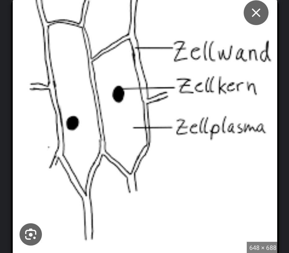 Zellen der Zwiebelhaut? (Zeichnung, Mikroskop) Zellen der Zwiebelhaut? (Zeichnung, Mikroskop)