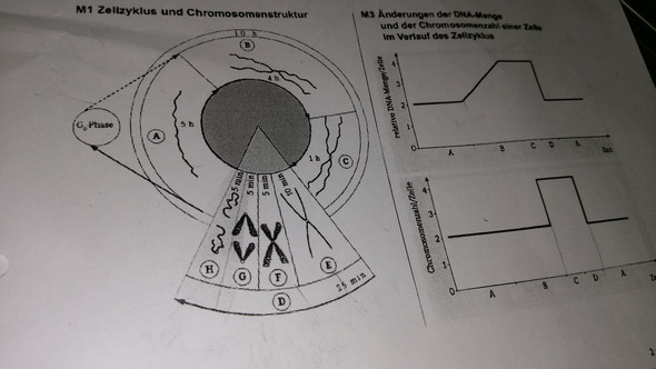 Diagramm - (Schule, Biologie, Abitur)
