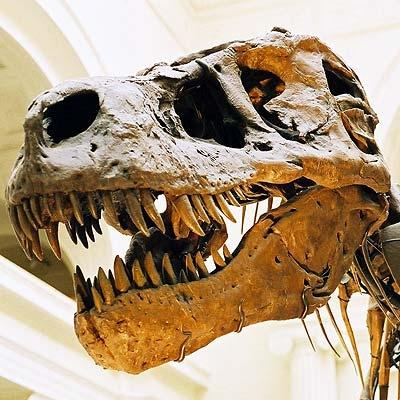 - (Knochen, Dinosaurier, Paläontologie)