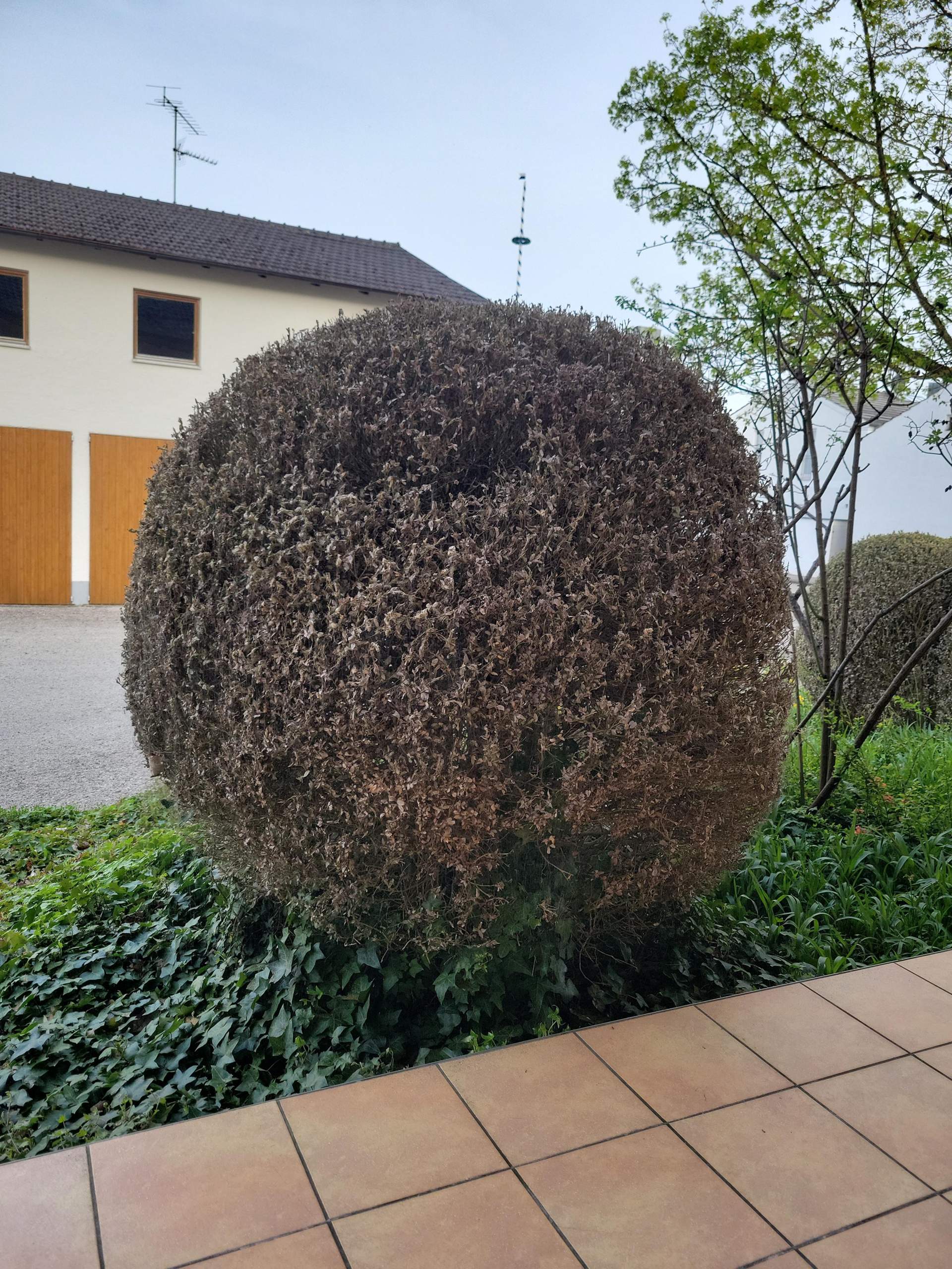 Zerfressenen Buchsbaum entfernen? (Garten)