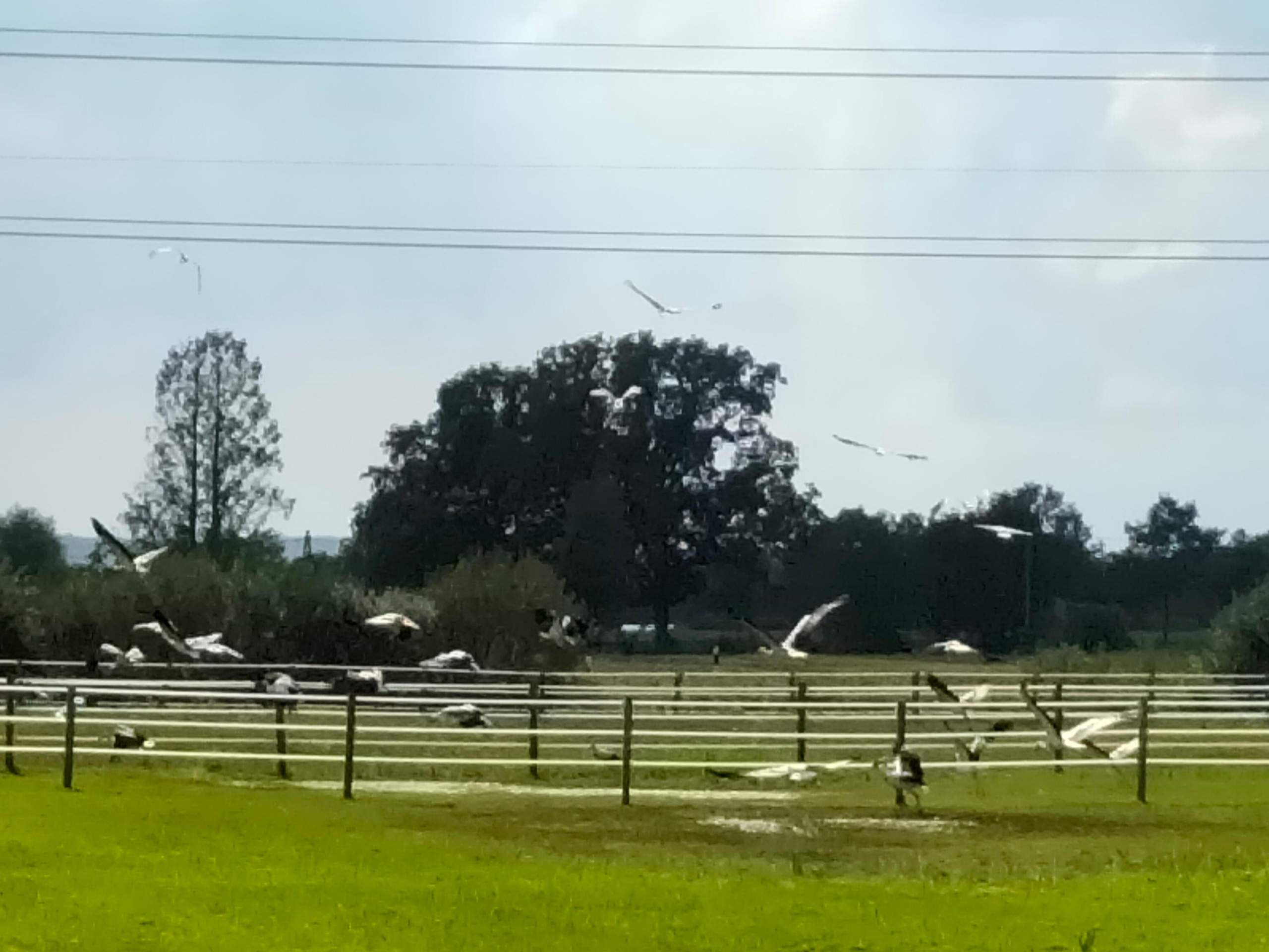 Wann Ziehen Die Störche In Den Süden www.gutefrage.net