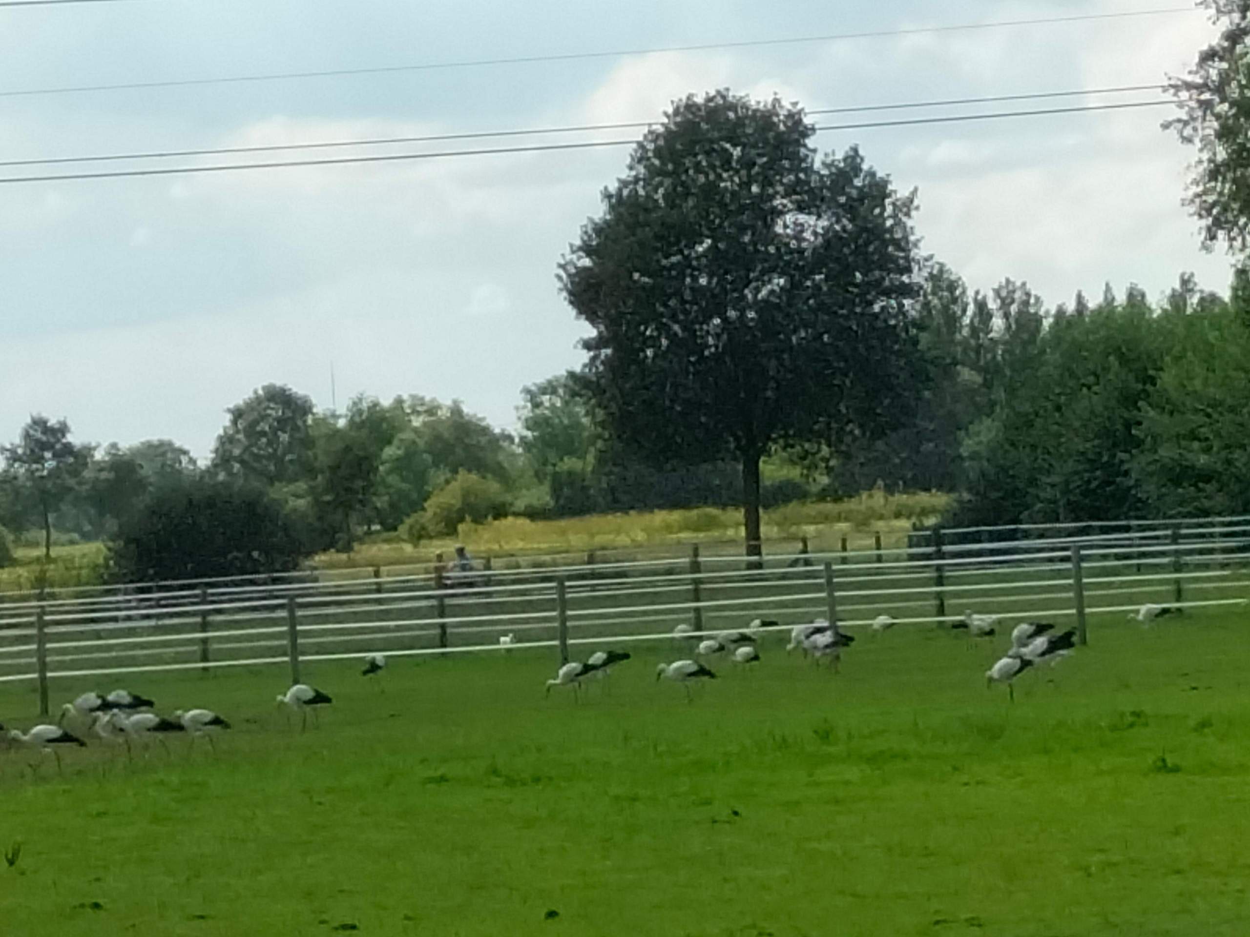 Wann Ziehen Die Störche In Den Süden www.gutefrage.net