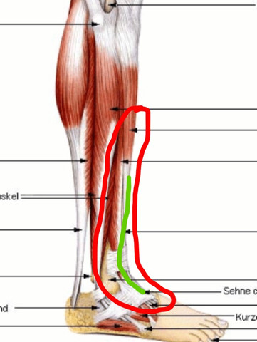 Ziehende Schmerzen Vom Fuss Ins Schienbein Fusse Beine Muskelkater Ziehende Schmerzen Vom Fuss Ins Schienbein Fusse Beine Muskelkater