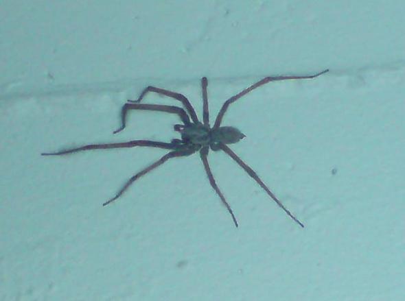 Spinne - Aufnahme vom 17.8.2011 - (Spinnen, Spinnentiere)