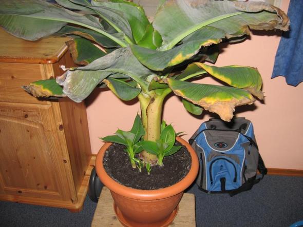 Zierbanane Bananenpflanze Musa Pflanzen Pflege Pflanzenpflege