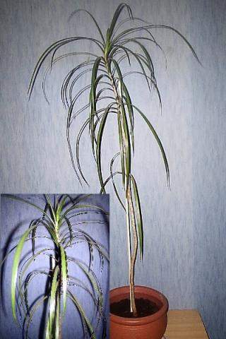 monstera florida ghost Buy Philodendron Florida Ghost main image 0