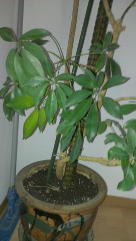 Strahlenaralie Strahlenaralie