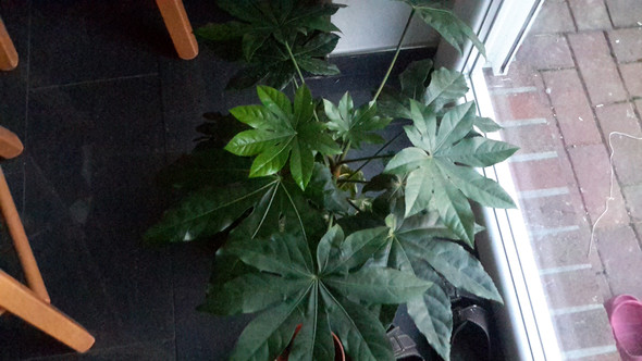 Zimmerpflanze Bestimmen Ist Es Eine Kletterpflanze Hobby