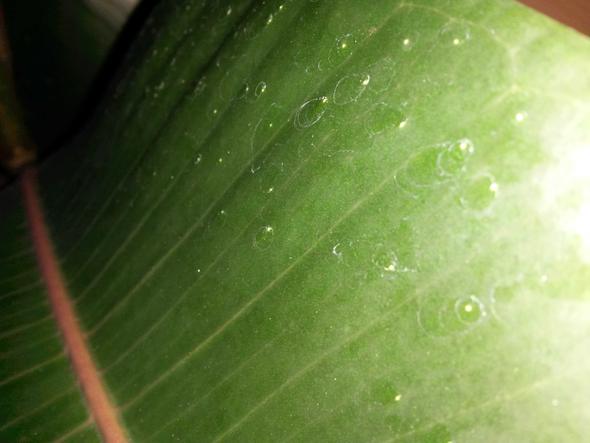 Zimmerpflanze Ist Krank Fikus Hat Weisse Punkte Siehe Fotos