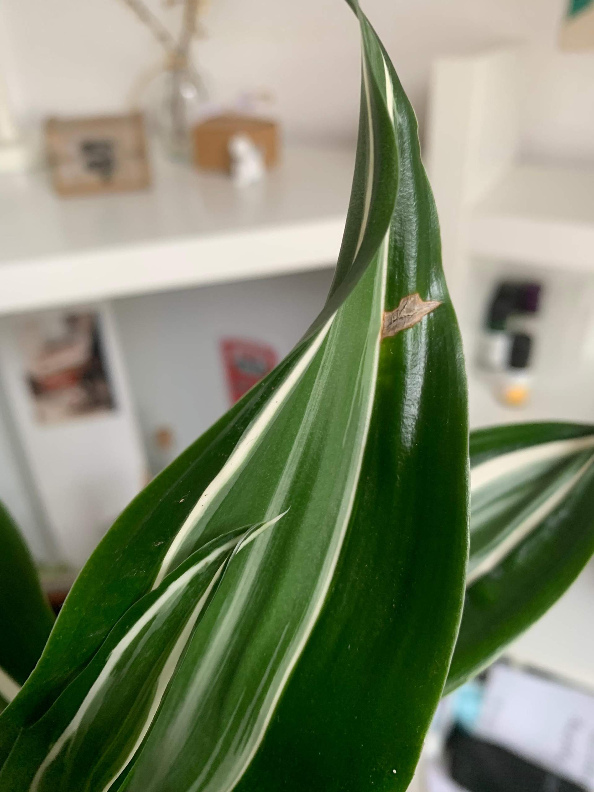 zimmerpflanzen alle lcher? (Computer, Pflanzen, Garten)