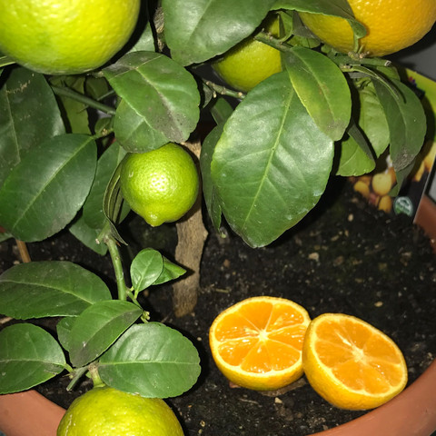Orangene Zitrone  - (Pflanzen, Garten, Natur)