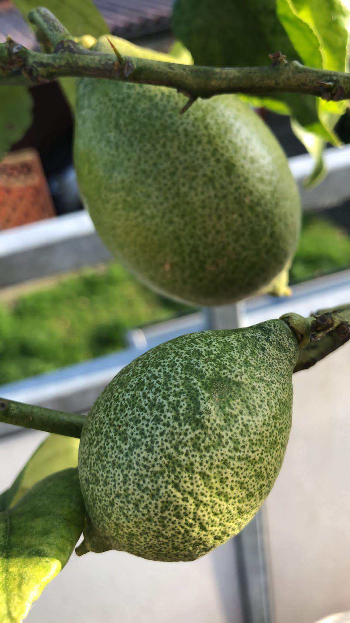 Zitronenbaum Blätter und Früchte gepunktet nach Spinnmilben? (Pflanzen, Garten, Gärtner)
