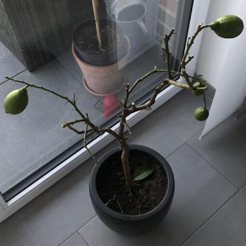 Zitronenbaum nach dem
Zurückschneiden  - (Gesundheit und Medizin, Pflanzen, Garten)