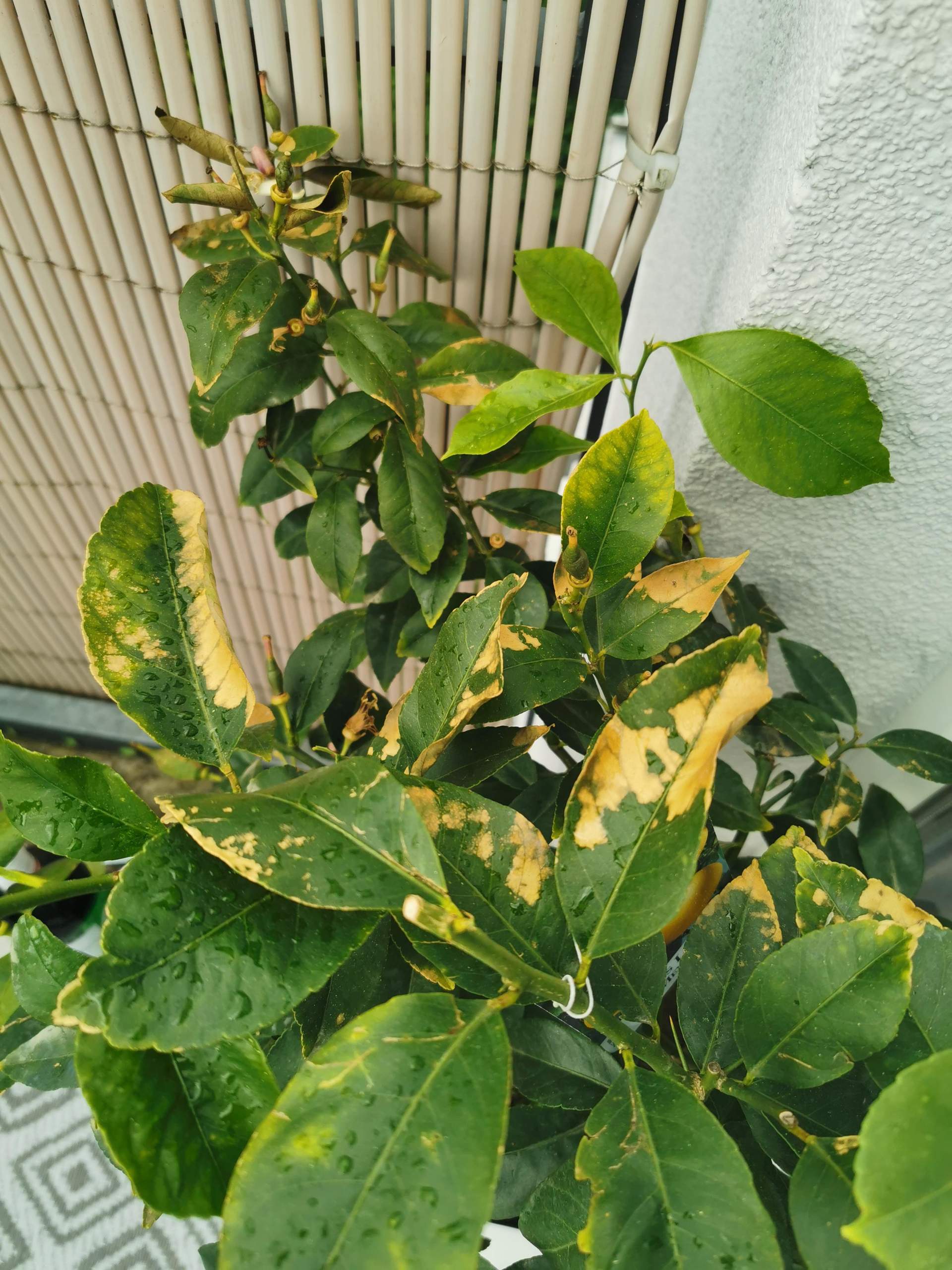 Zitronenpflanze hat Flecken und ausgetrocknete Blätter? (Pflanzen ...