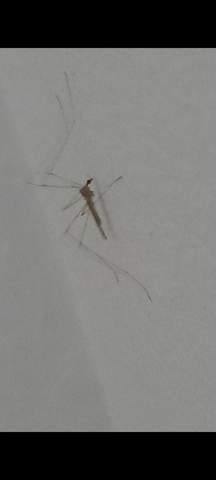 Zitternde Mücke? Oder was ist das für ein insekt?