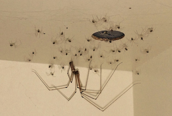 die spinnenmutter mit der seltsamen pose - (Tiere, Spinnen, Spinnenart)