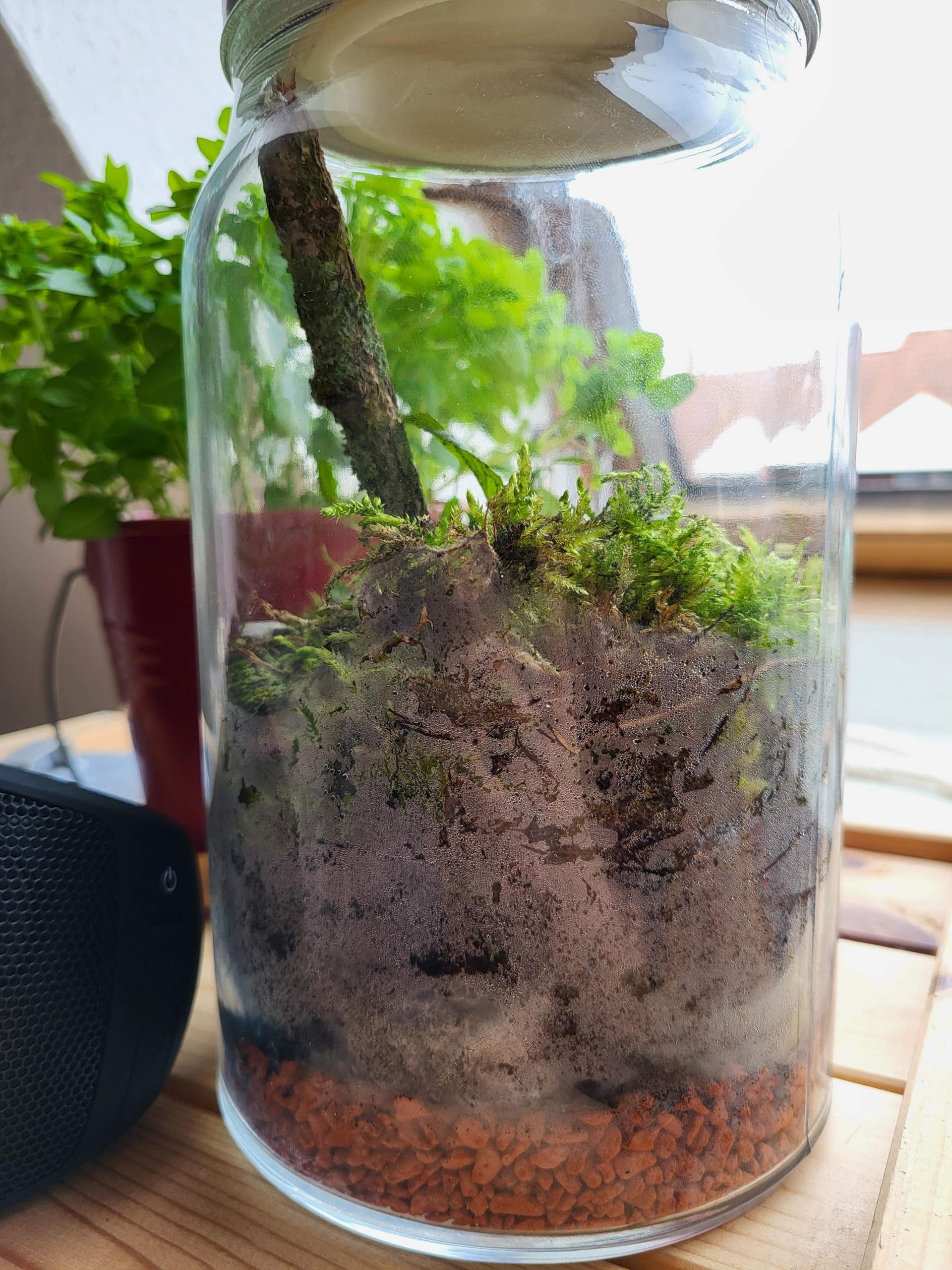 Zu viel Wasser im ewigen Terrarium? (Leben, Biologie, Pflanzen)