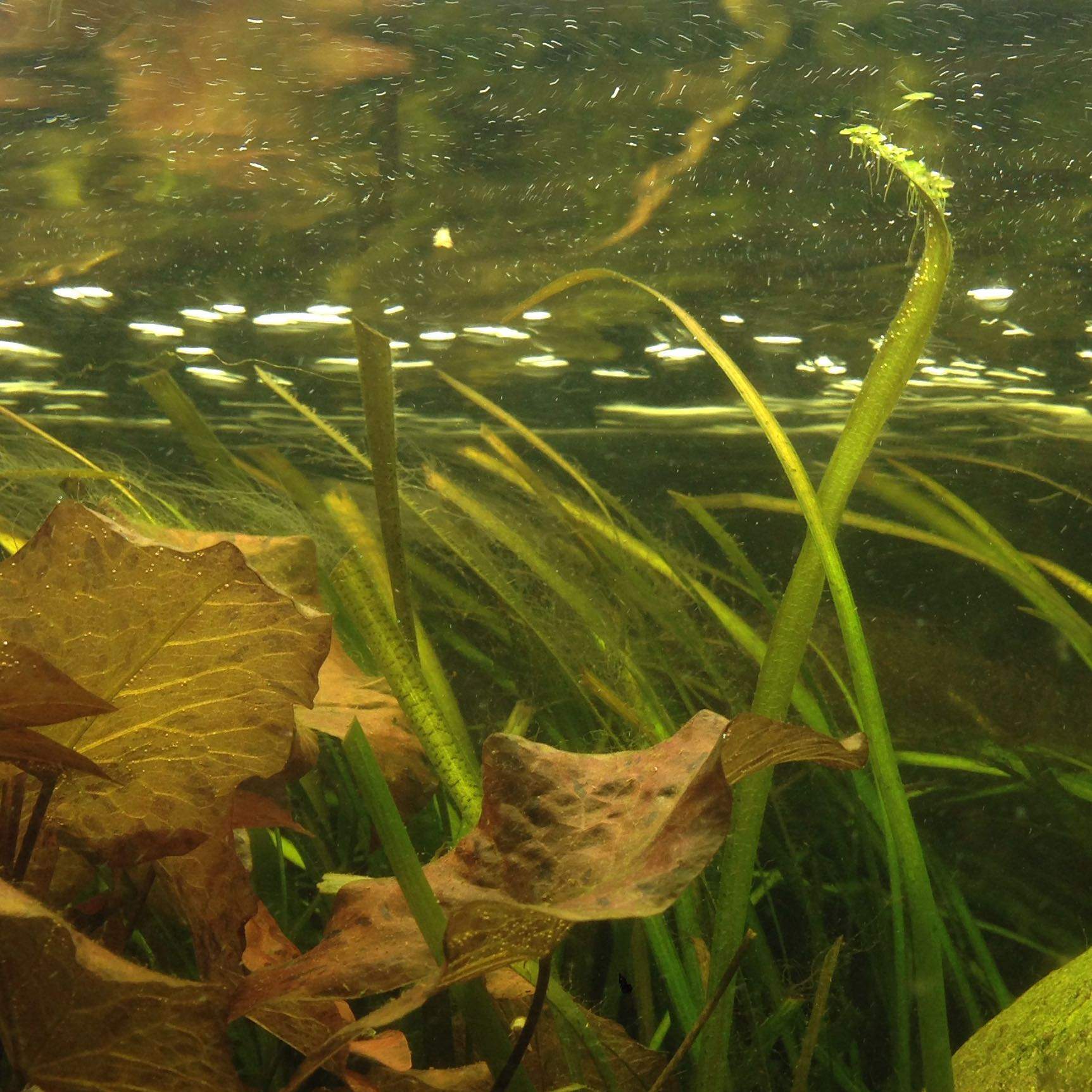 Zu viele schnecken und algen im Aquarium?