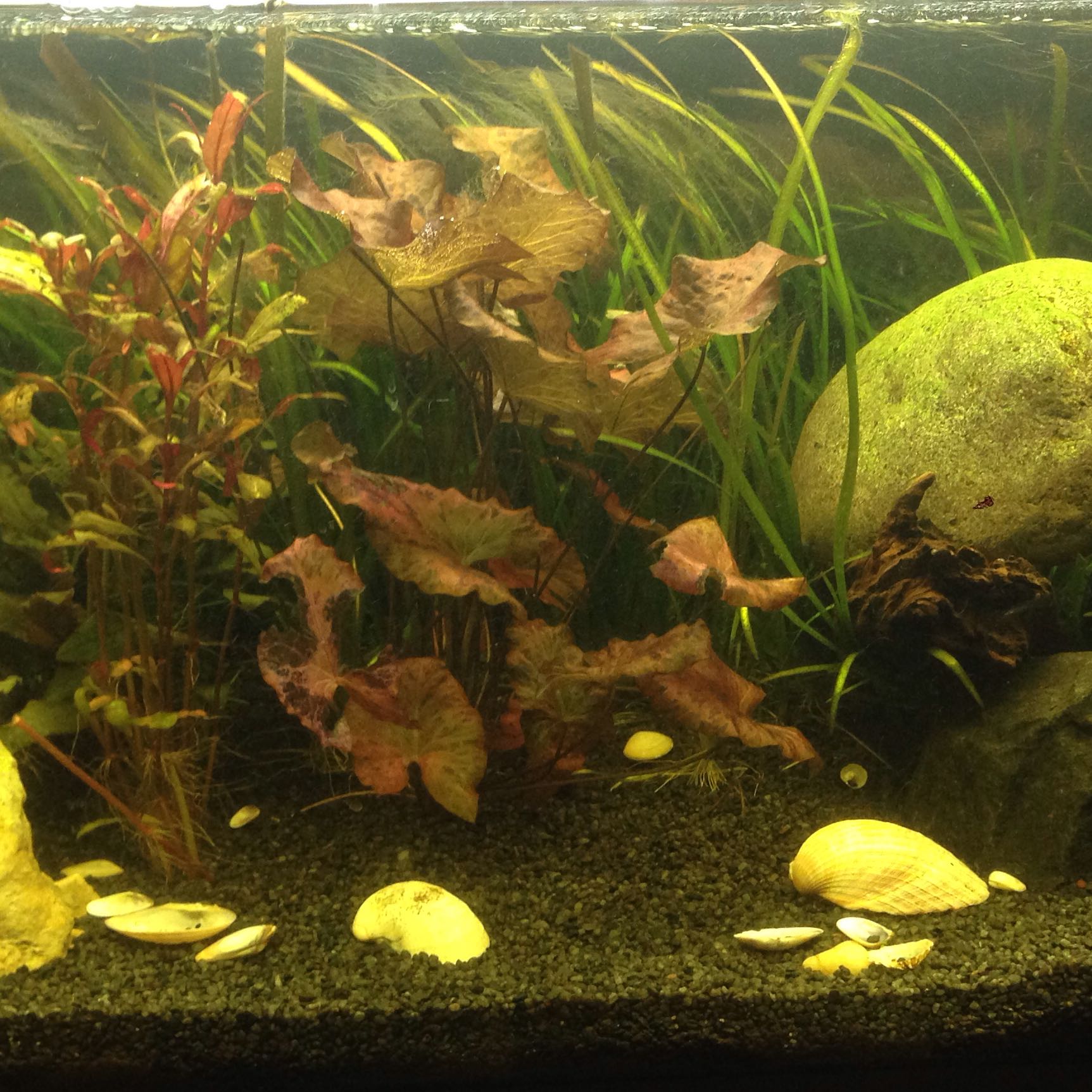 Zu viele schnecken und algen im Aquarium?