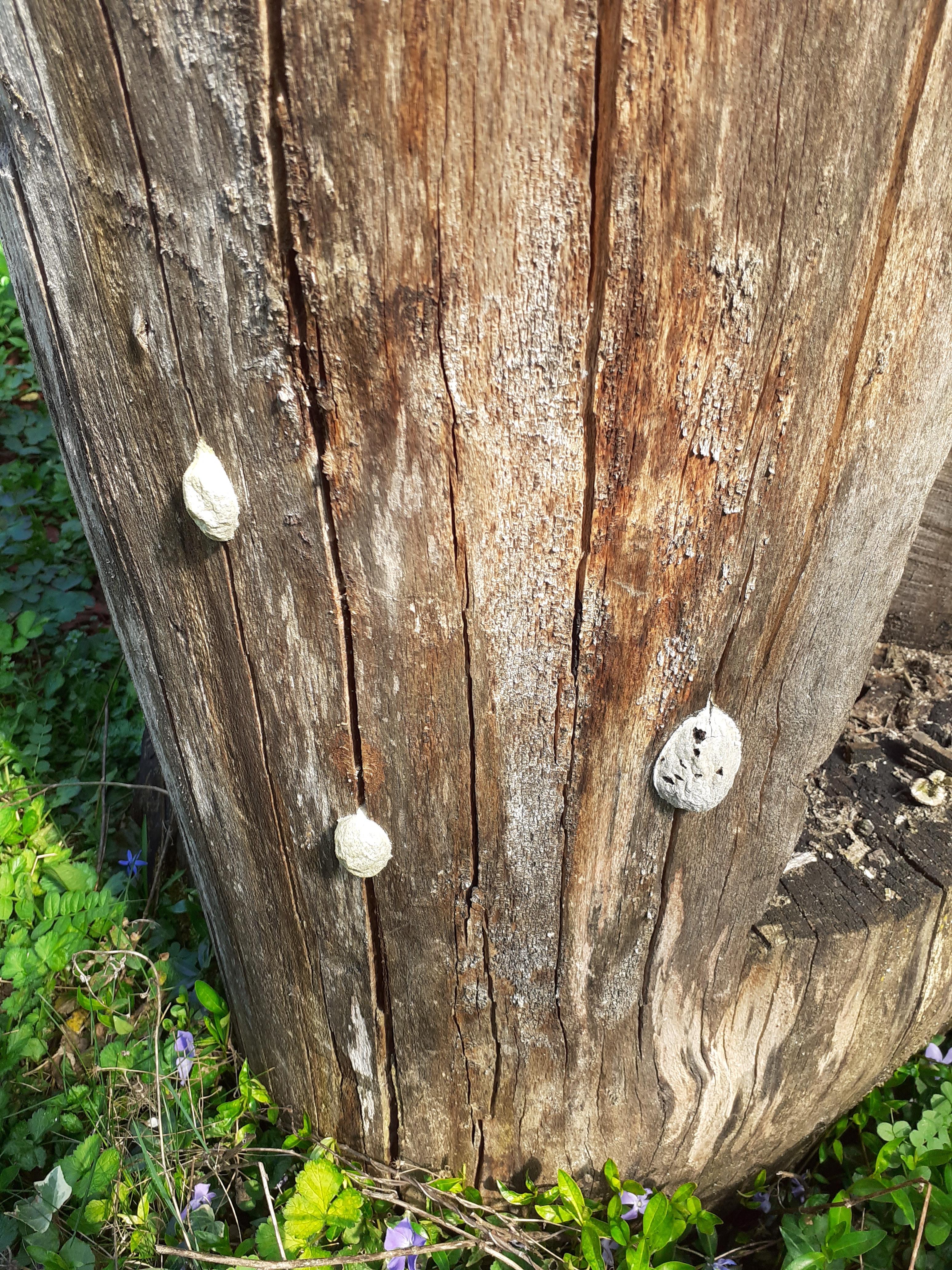 Zu was gehört dieser Kokon? (Garten, Insekten, Pilze)