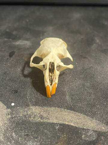 Zu welchem Tier gehört dieser Schädelknochen?