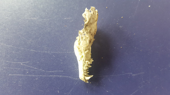 Zu Welchem Tier Konnten Diese Knochen Gehoren Tiere Katze