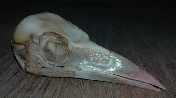 Zu welchem Tier/Vogel gehört dieser Schädel?
