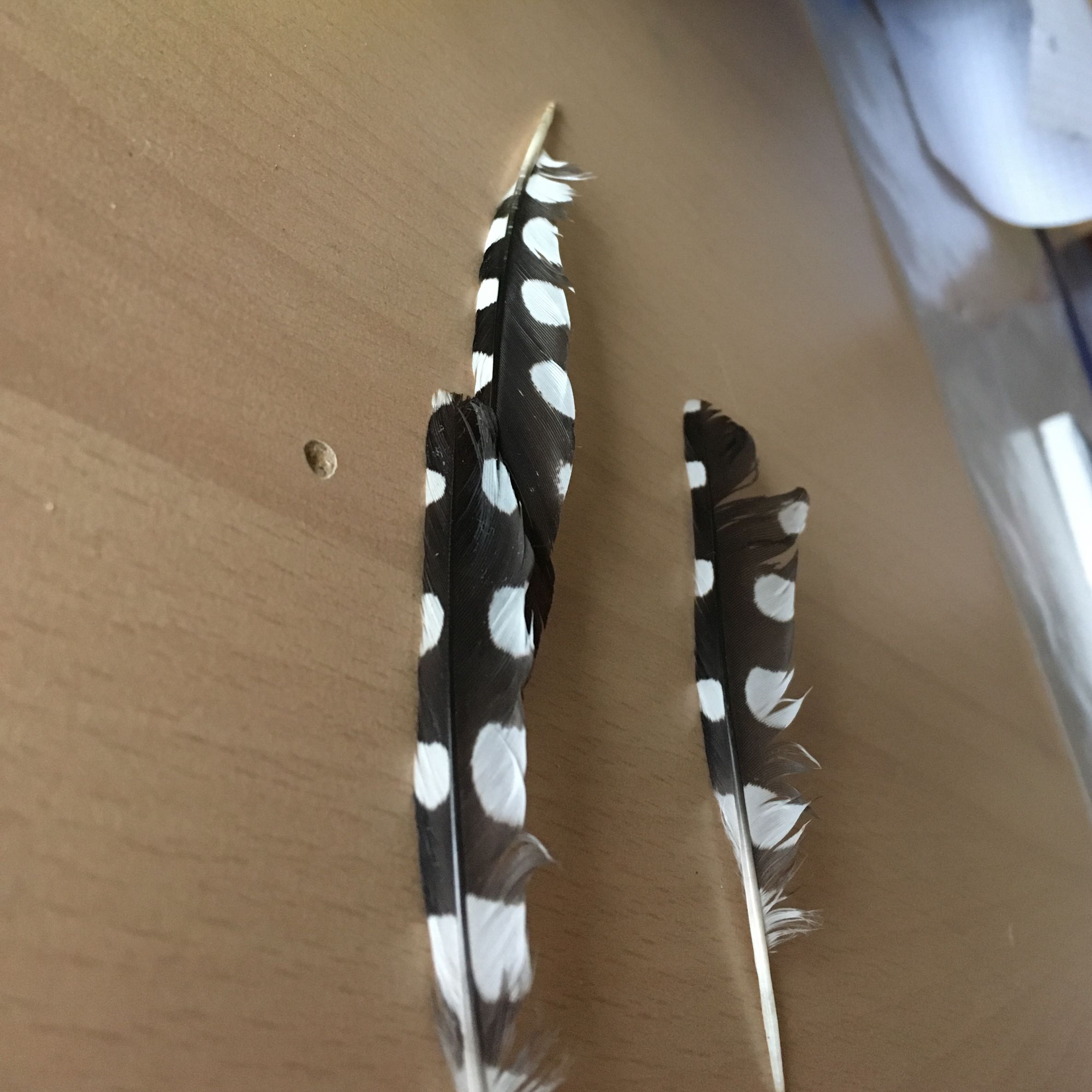 Zu welcher Vogelart gehören diese Federn?