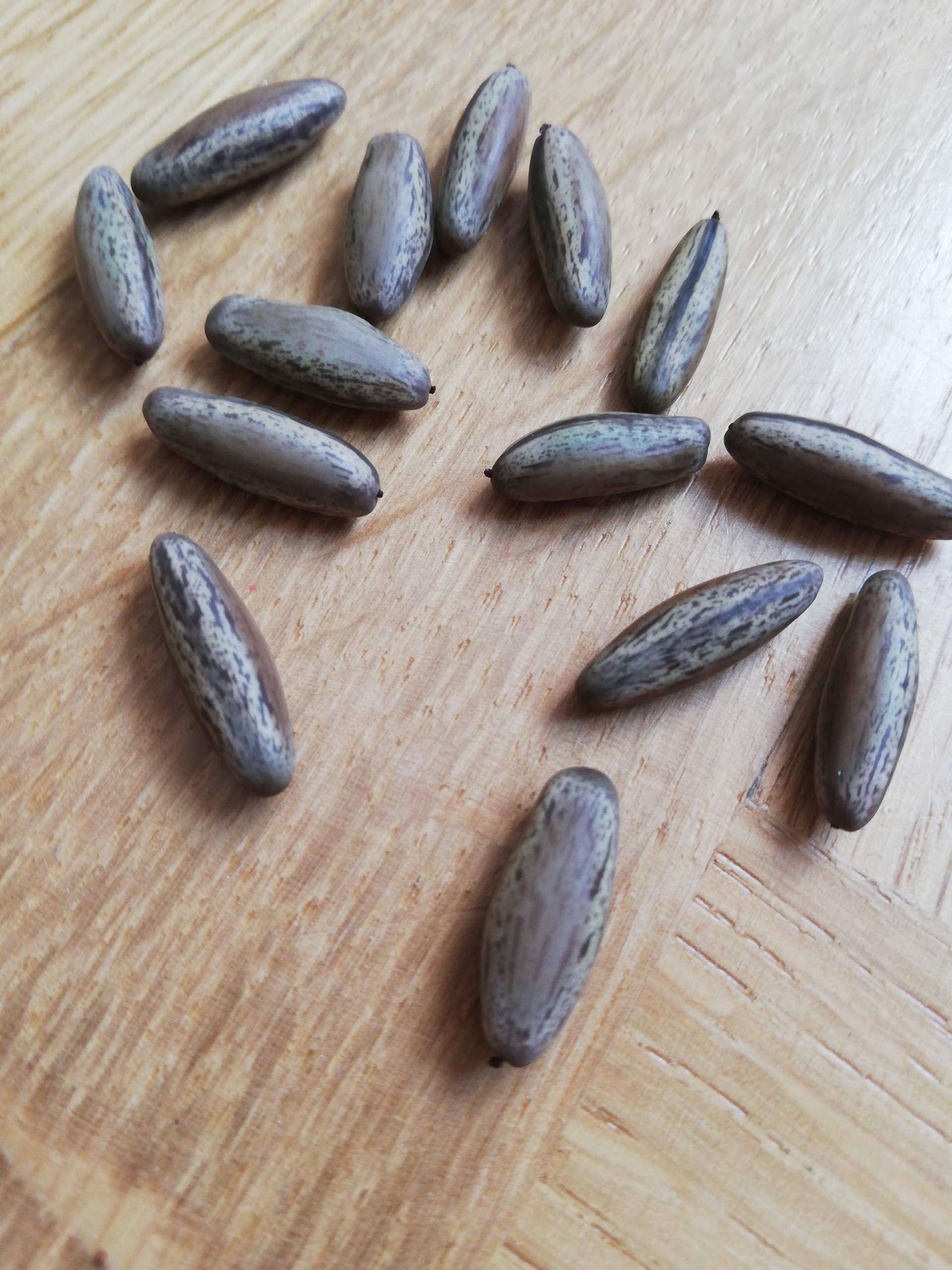 Zu welcher Pflanze gehören diese Samen eigentlich? (Pflanzen, Baum