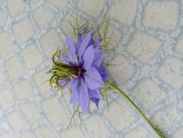 Zu welcher Pflanze gehört diese blaue Blüte?