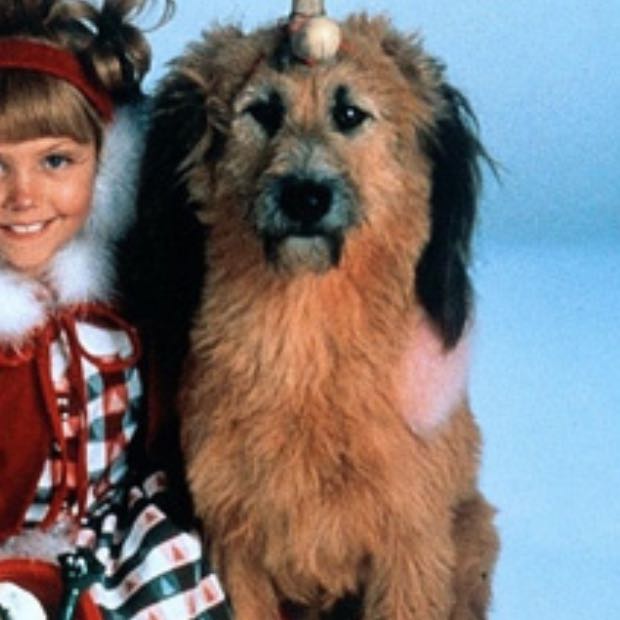 Zu welcher Rasse gehört der Hund vom Grinch (Hunderasse)