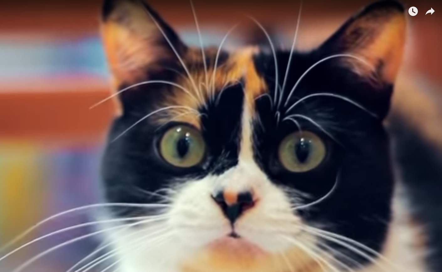 zu welcher rasse gehort diese katze bild youtube gruppe youtuber