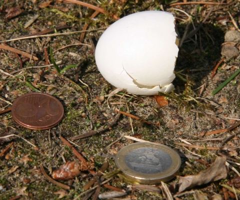 Zu welcher Vogelart gehört das Vogelei und wer hat das Ei geknackt ...