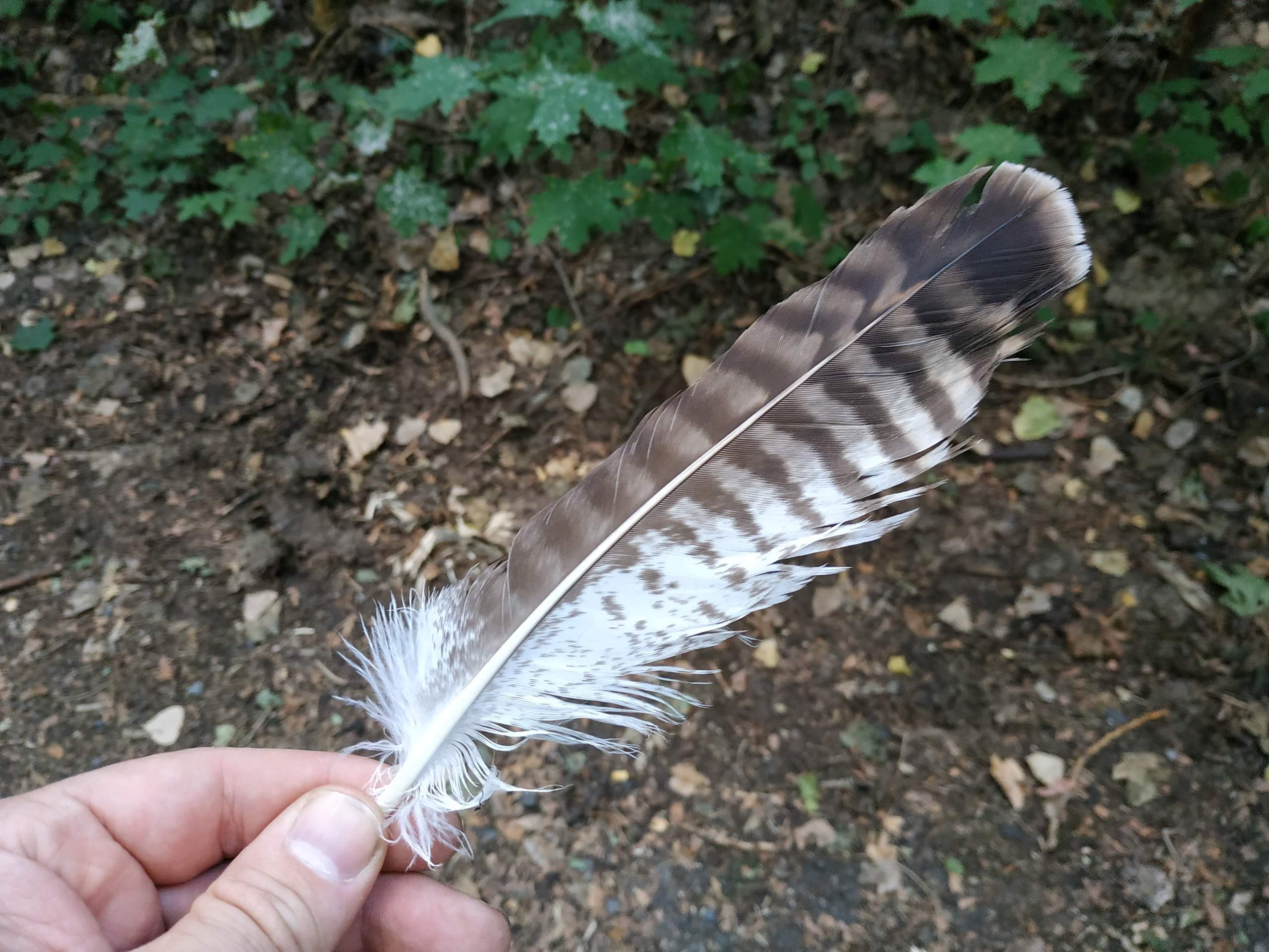 Zu welcher Vogelart gehört diese Feder? (Tiere, Vögel, Vogelkunde)