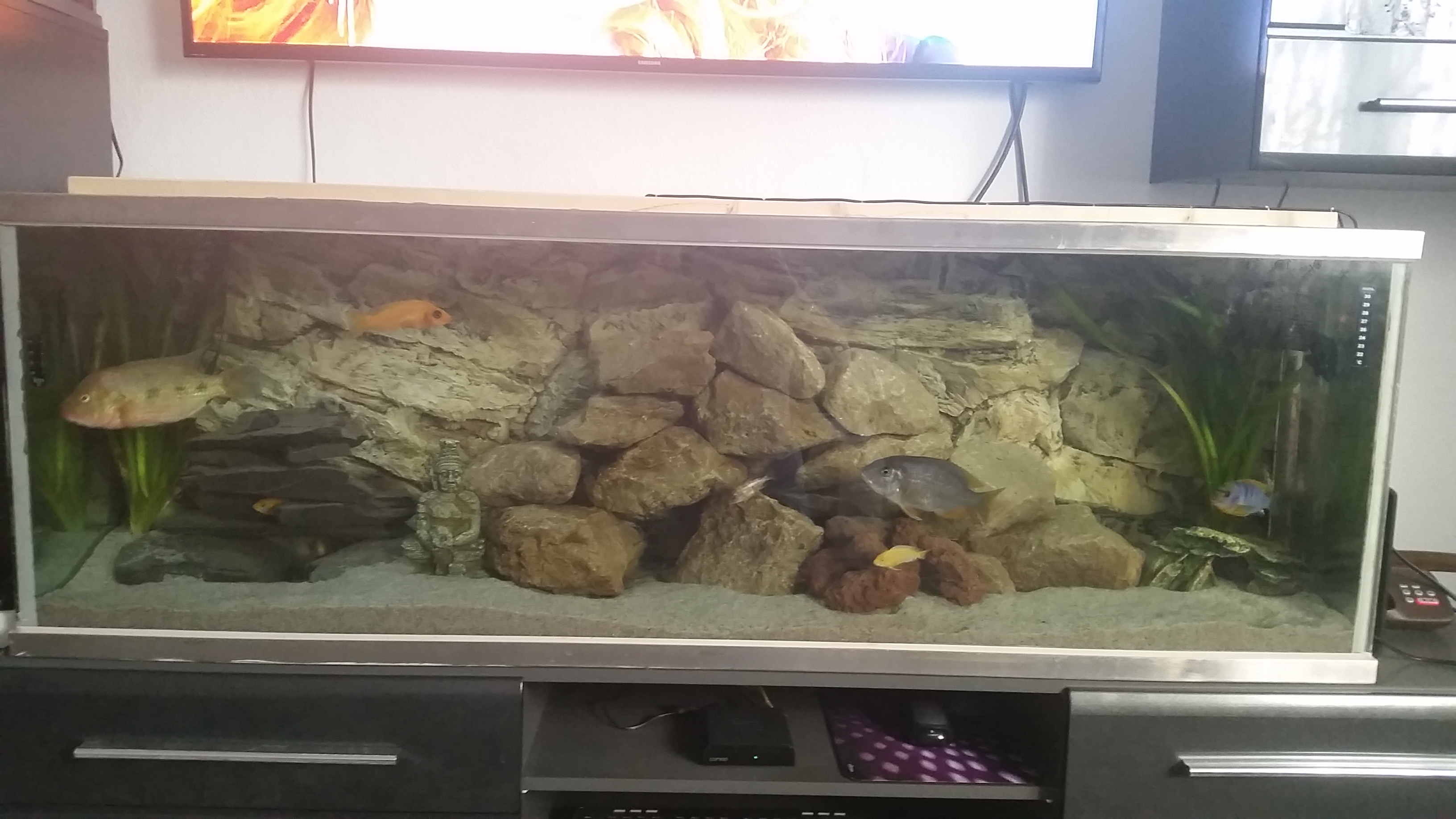 Zu wenig Licht im Aquarium? (Fische, Barsche)