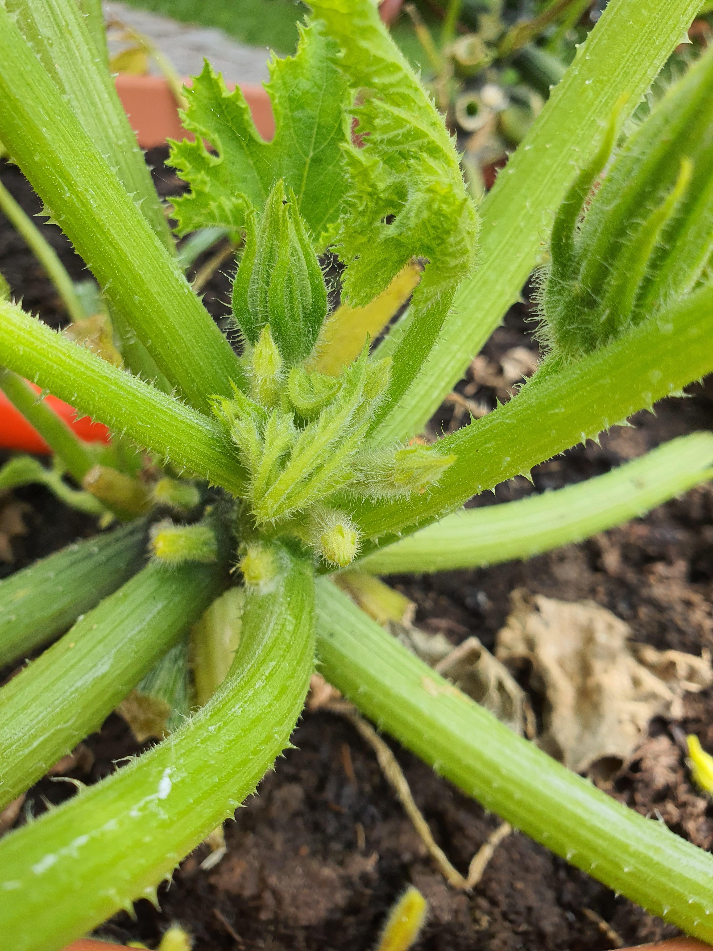 Zucchini gelbe Flecken auf Blätter? (Garten, ernten)