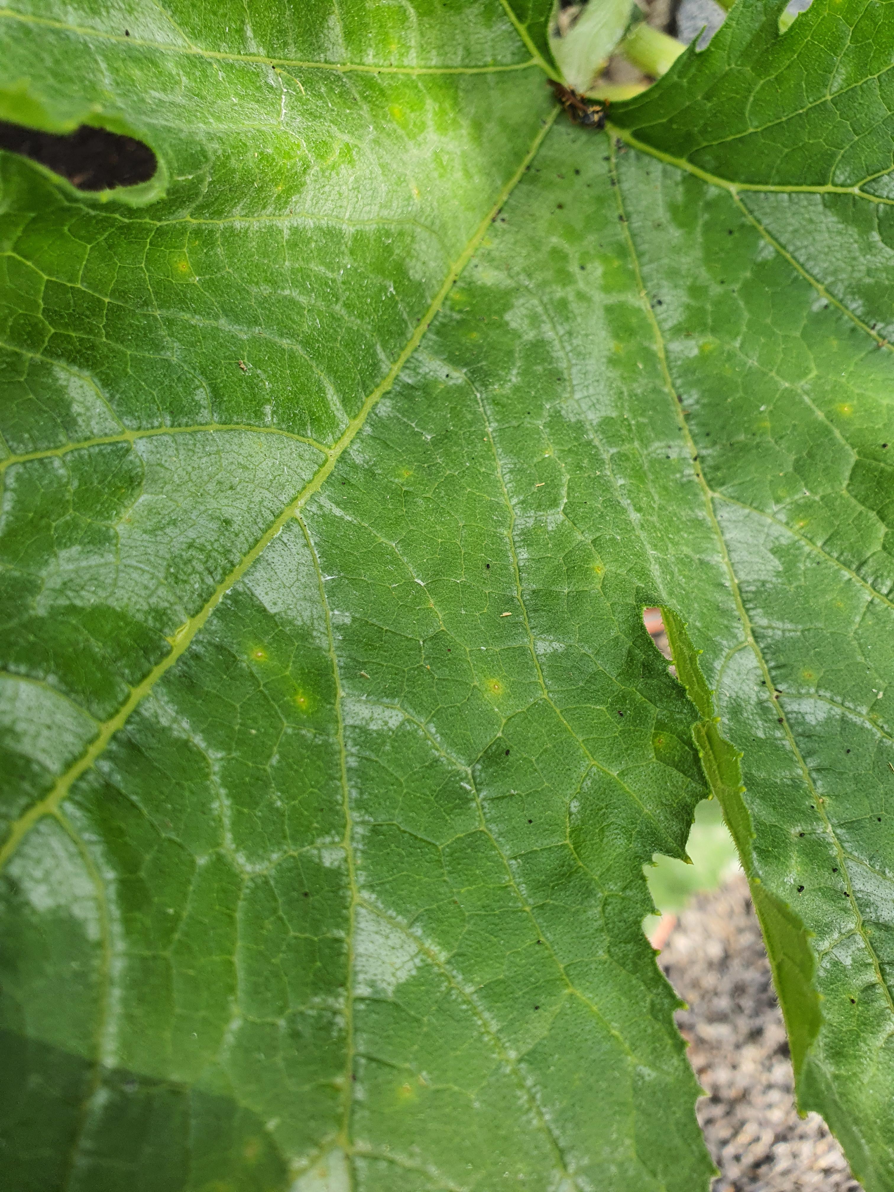 Zucchini gelbe Flecken auf Blätter? (Garten, ernten)