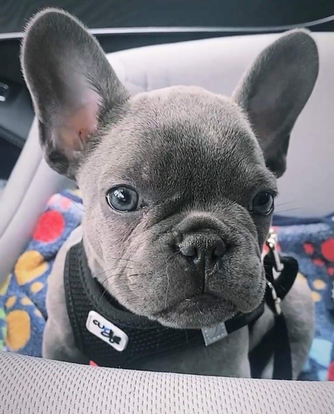 Züchter für Blue Frenchies? (Tiere, Hund, Welpen)