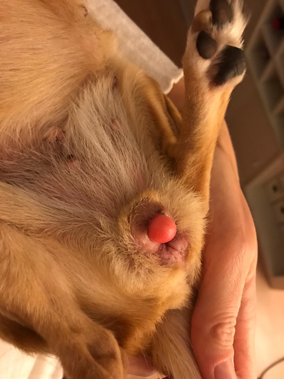 zum tierarzt mit dem hund