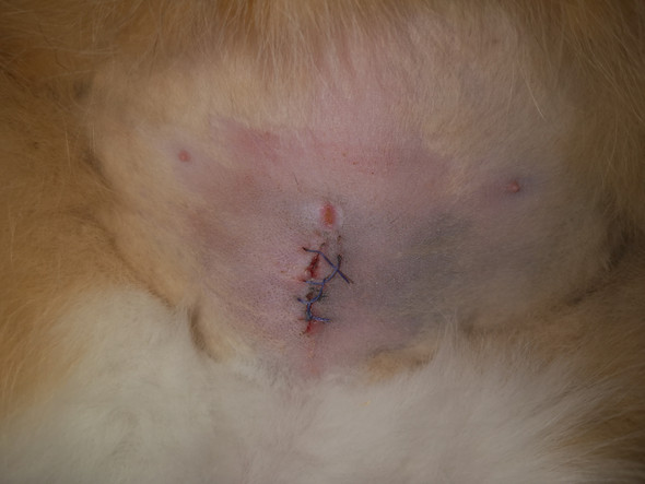 Zum Tierarzt oder nicht(offen)? (Katze, Kastration)