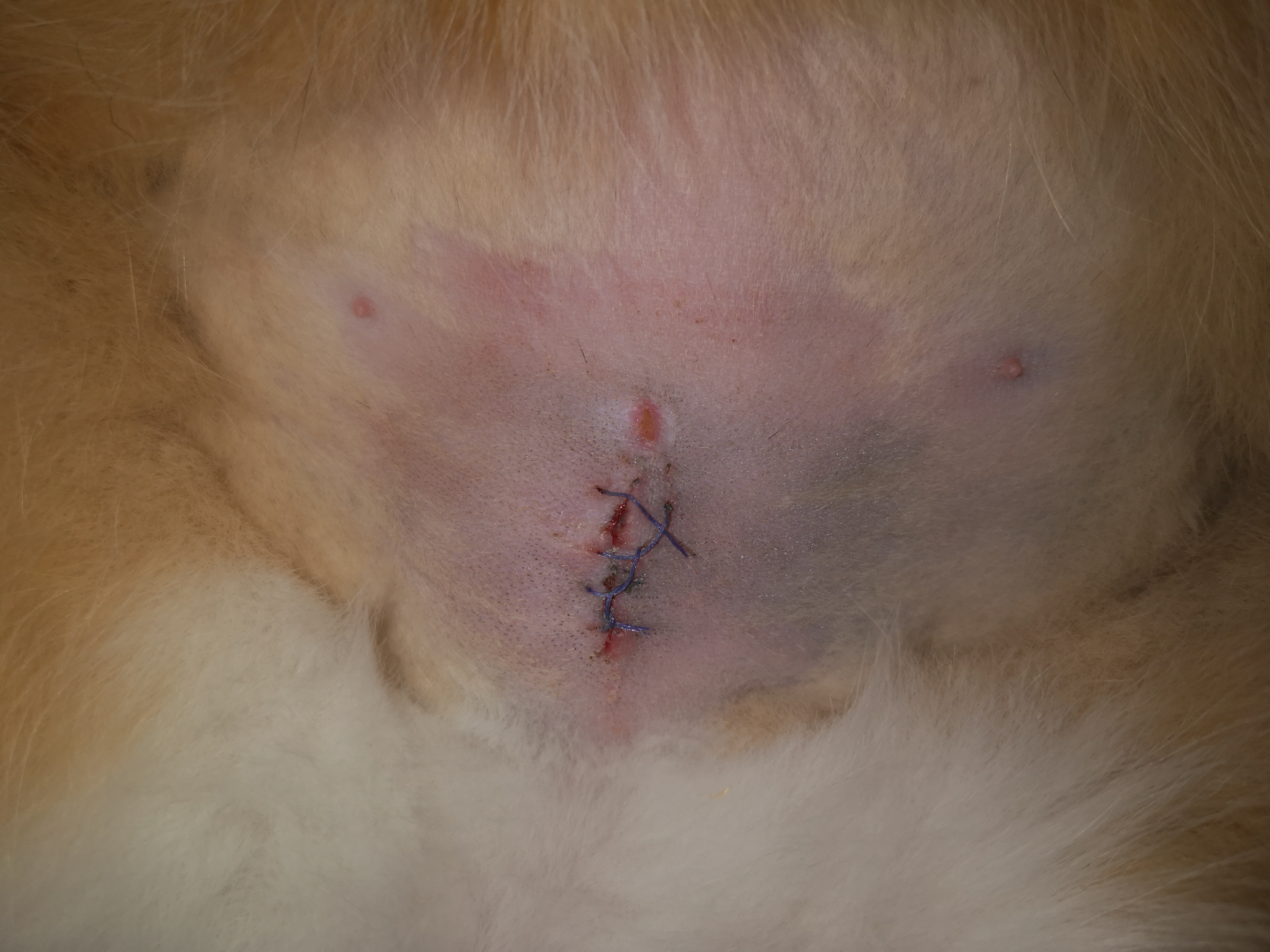 Zum Tierarzt Oder Nicht Offen Katze Kastration Zum Tierarzt Oder Nicht Offen Katze Kastration