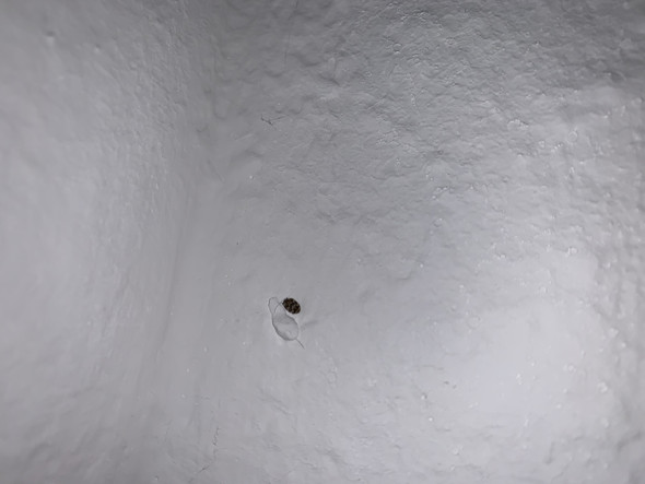 Zum Wiederholten Mal Larven In Der Wohnung Ist Dies Wieder Ein