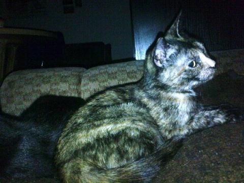 Mummi - (Katzen, Rasse)
