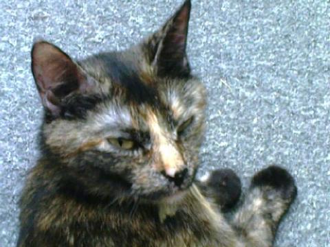 nochmal Mummi - (Katzen, Rasse)